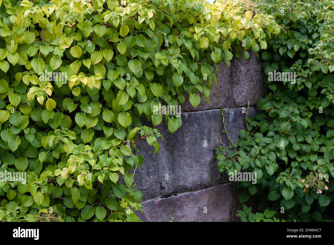 Klettern Hortensia (Hortensia petiolaris) Klettern an alten Steinmauern Stockfoto