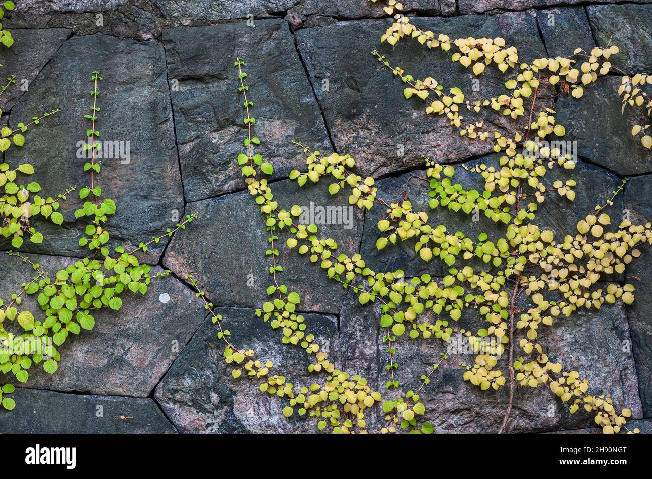 Hortensia (Hydrangea petiolaris), die auf einer alten Steinwand klettert Stockfoto