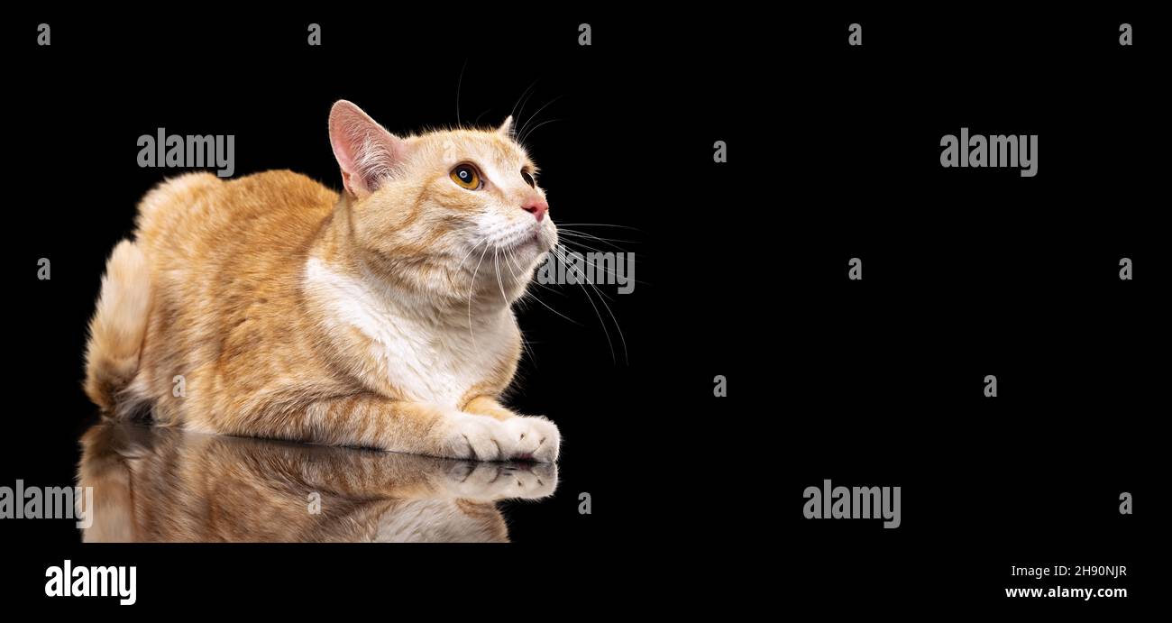 Portrait von schönen großen flauschigen roten Katze mit braunen Augen isoliert auf dunklen Studio-Hintergrund. Tierlebenskonzept Stockfoto