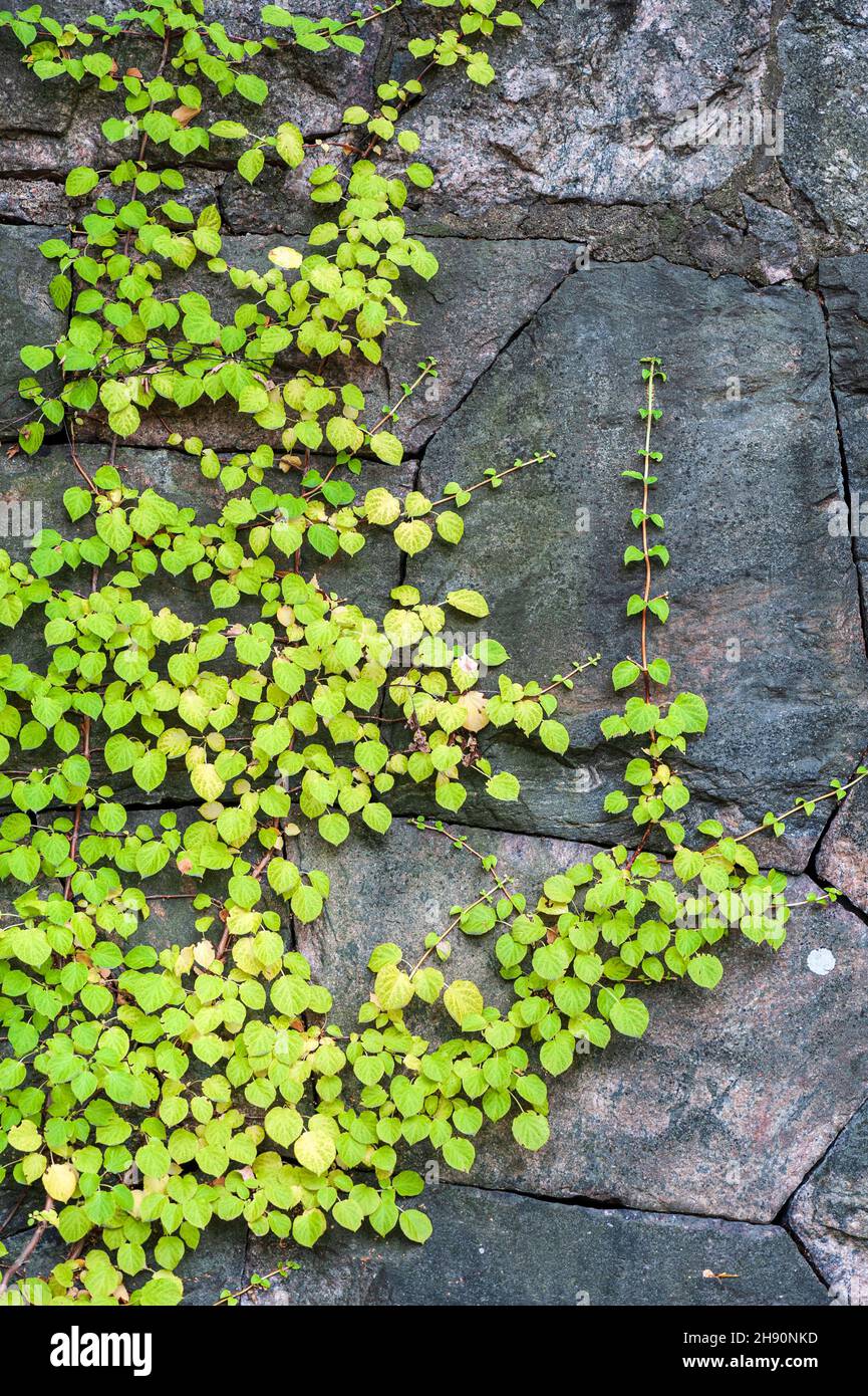 Hortensia (Hydrangea petiolaris), die auf einer alten Steinwand klettert Stockfoto