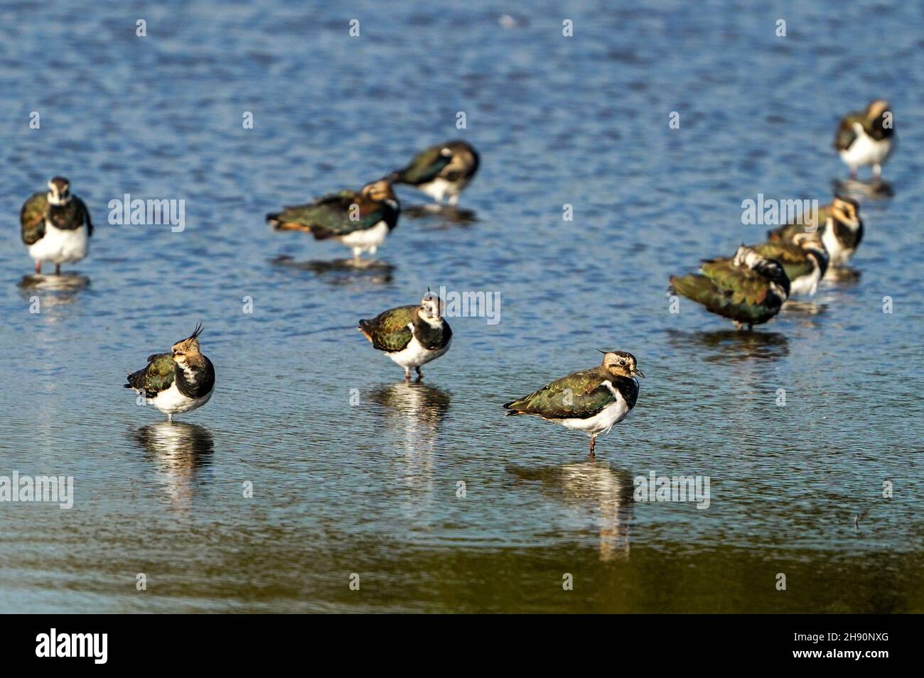 Kiebitz BeschreibungVanellinae sind eine der verschiedenen Haubenpfeifer, Familie Charadriidae, bekannt für seinen langsamen, unregelmäßigen Flügelschlag im Flug und einen schrillen, jammenden Schrei. Seine Länge beträgt 10C16 Zoll. Sie sind eine Unterfamilie von mittelgroßen Watvögeln, zu der auch die Regenpfeifer und Dotterer gehören. Stockfoto