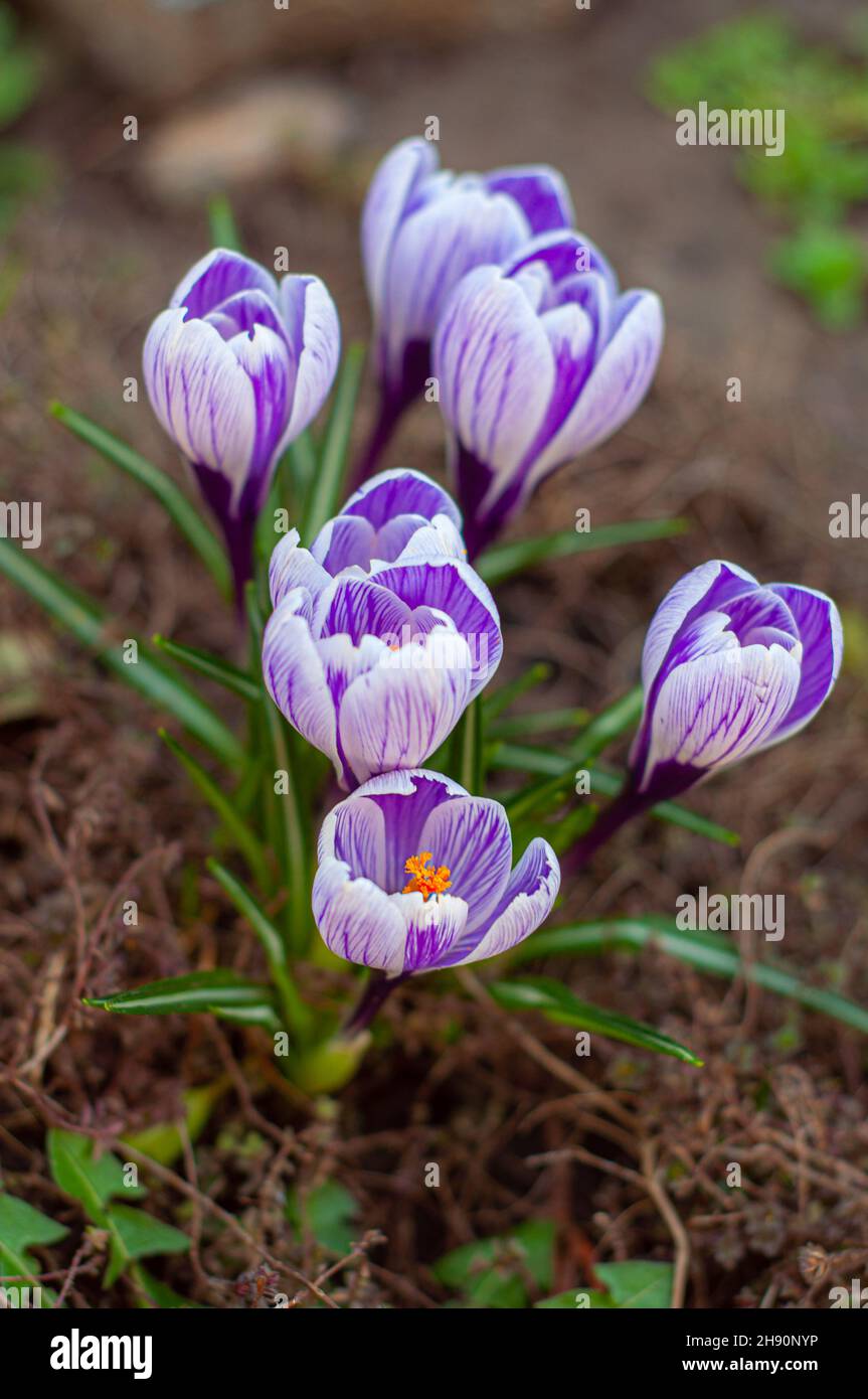 Eine Gruppe von blühenden Krokussen König der Streifengruppe. Viele Frühlingsblumen aus der Nähe auf einem verschwommenen Hintergrund Stockfoto