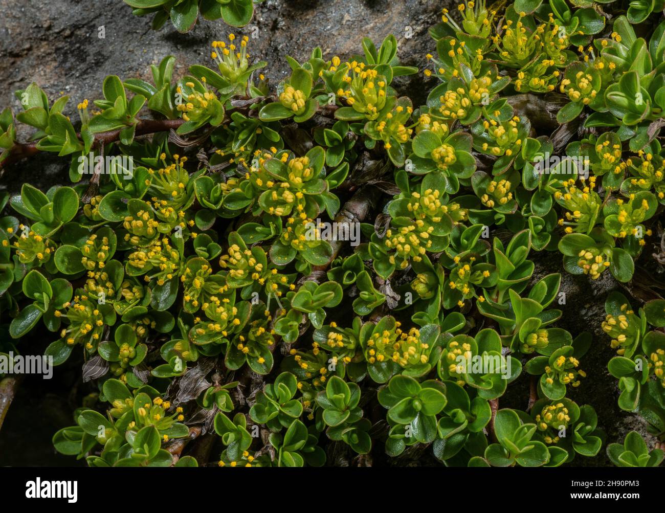 Thymianblättrige Weide, Salix serpyllifolia, alte Pflanze mit männlichen Kätzchen. In großer Höhe, französische Alpen. Stockfoto