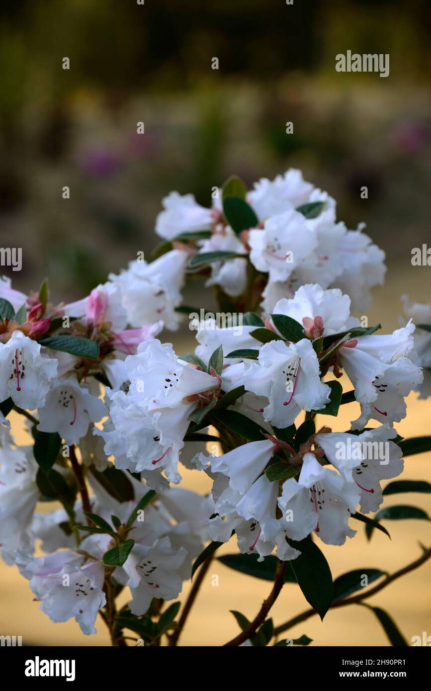 Rhododendron Lady Alice Fitzwilliam, stark duftende trichterförmige Blumen, Blütenstände, Blume Traversen, weiße Blumen, Blüte, Duft, duftende rho Stockfoto