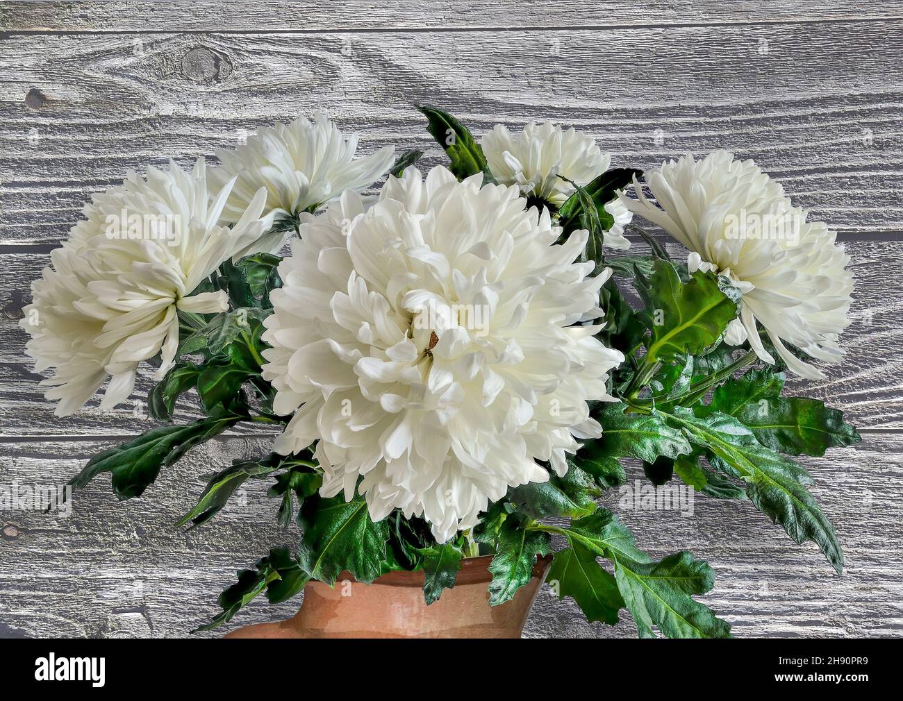 Bouquet von weißen flauschigen Chrysantheme Blumen mit grünen Blättern Nahaufnahme auf weißem Holz Hintergrund. Ländliche Blumenzusammensetzung - Grußkarte für alle Stockfoto