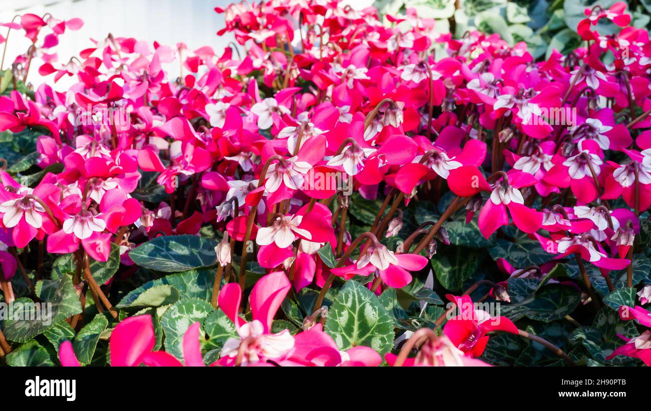 Rosa Djix Cyclamens blüht in Blüte, selektiver Fokus Stockfoto