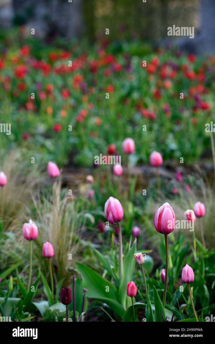 Tulpe, Tulpen, tulpen, rosa Tulpen, rosa Tulpen, Garten im Frühling, Tulpen in Blumen, Frühlingsgarten, Tulpen und Gras, Tulpen und Gräser, Stipa tenuissima, Mexica Stockfoto