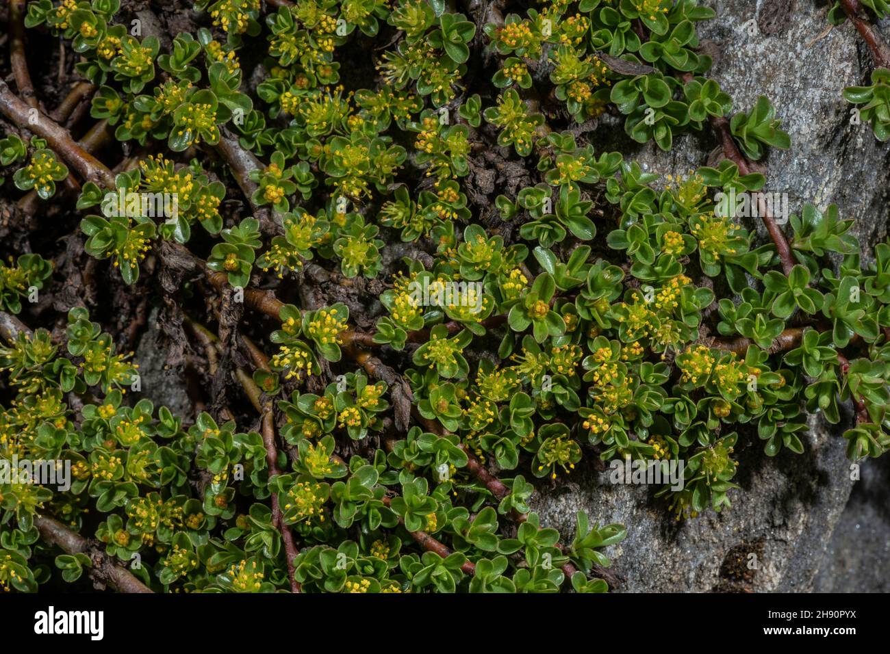 Thymianblättrige Weide, Salix serpyllifolia, alte Pflanze mit männlichen Kätzchen. In großer Höhe, französische Alpen. Stockfoto