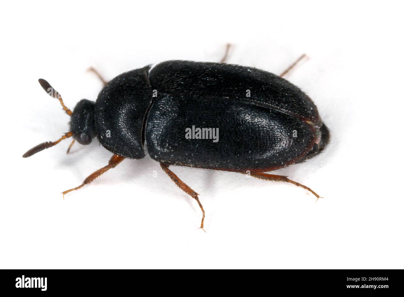 Der schwarze Teppichkäfer Attagenus unicolor Dermestidae Familie Hausschädling. Stockfoto