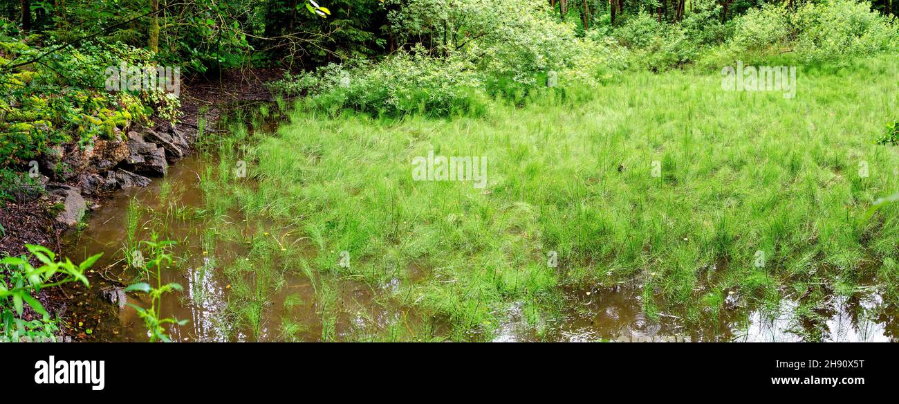 Sumpfgebiet in einem von Wasserhorsetails bewachsenen Wald in der Region Waldviertel, Österreich Stockfoto