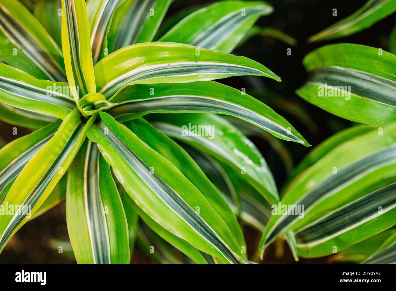 Grüne Blätter der Pflanze Dracaena. Weibliche Drachen Anlage. Familie  Asparagaceae, Unterfamilie Nolinoideae Stockfotografie - Alamy