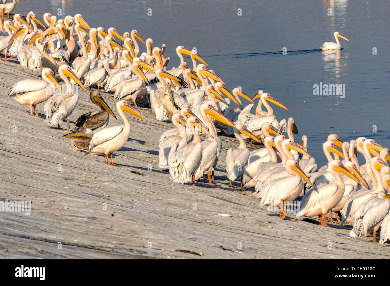 Blick auf einen künstlichen Teich mit Pelikanen, die während der Winterwanderung ruhen. Israel Stockfoto