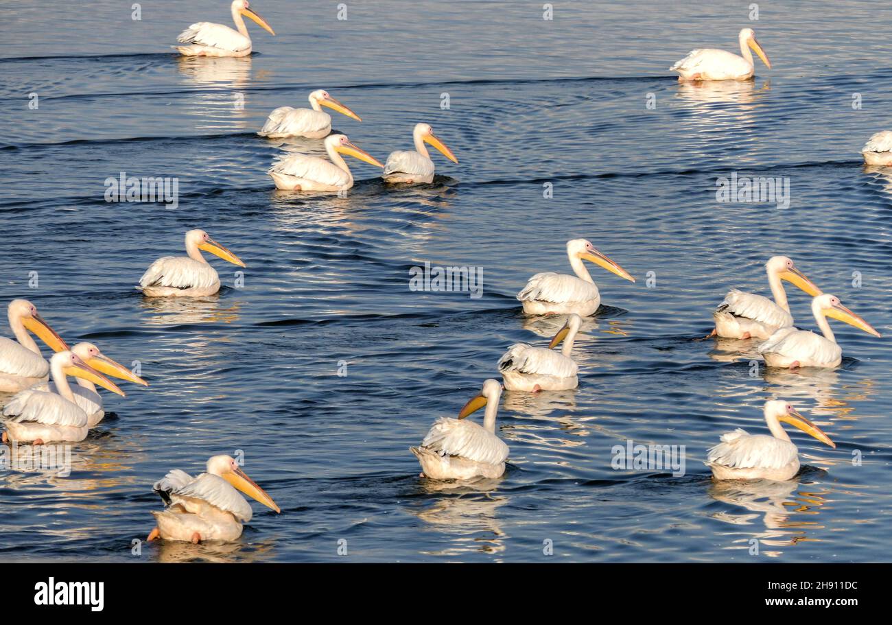 Blick auf einen künstlichen Teich mit Pelikanen, die während der Winterwanderung ruhen. Israel Stockfoto