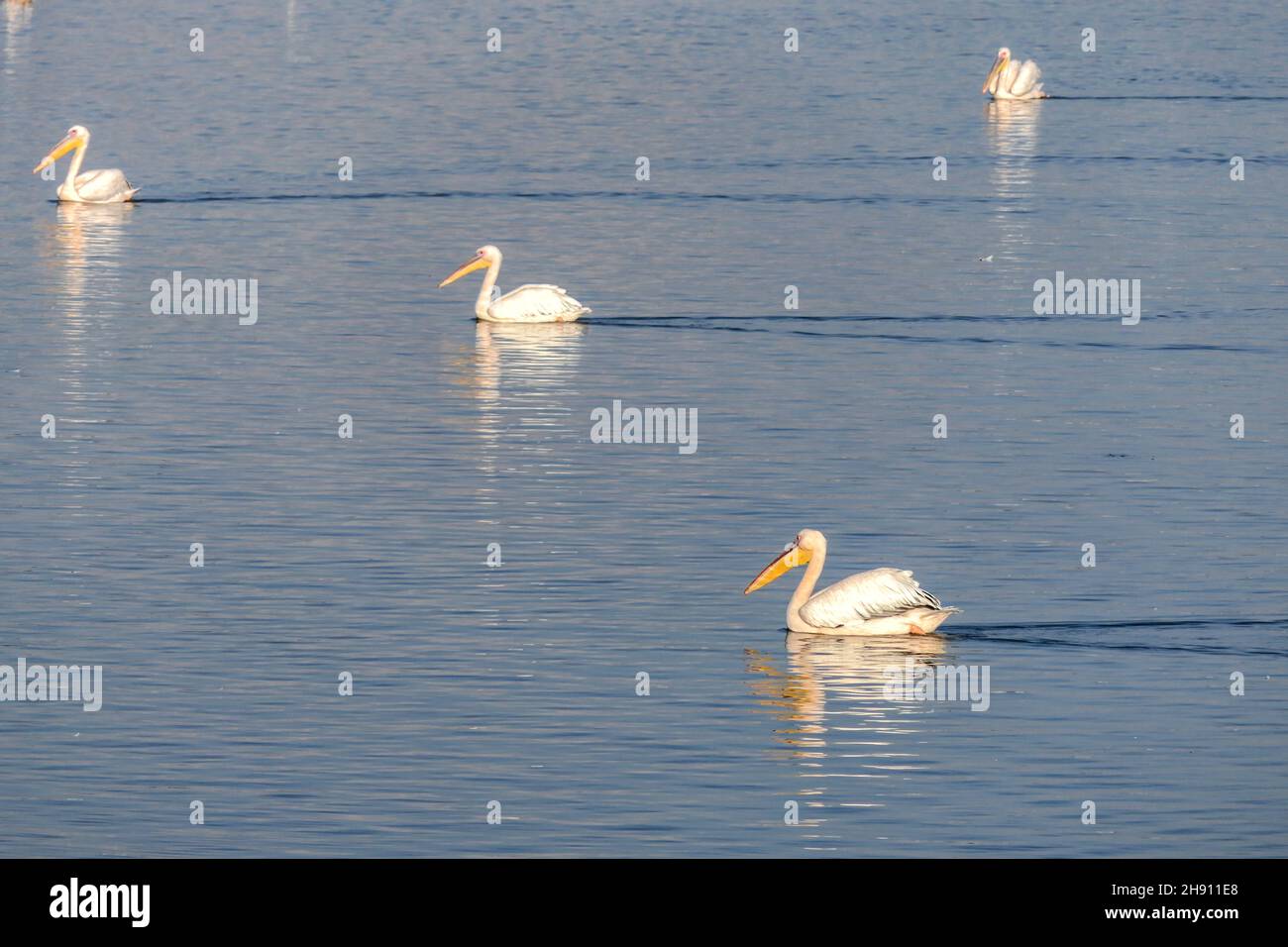 Blick auf einen künstlichen Teich mit Pelikanen, die während der Winterwanderung ruhen. Israel Stockfoto