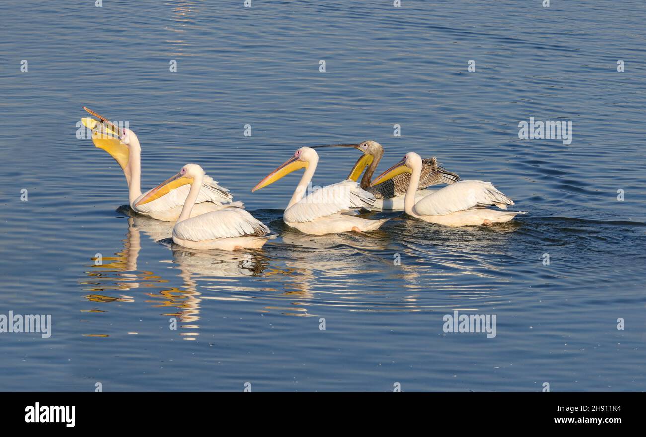 Blick auf einen künstlichen Teich mit Pelikanen, die während der Winterwanderung ruhen. Israel Stockfoto