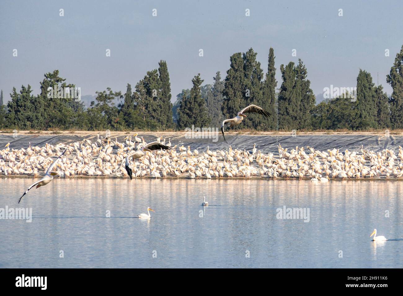 Blick auf einen künstlichen Teich mit Pelikanen, die während der Winterwanderung ruhen. Israel Stockfoto