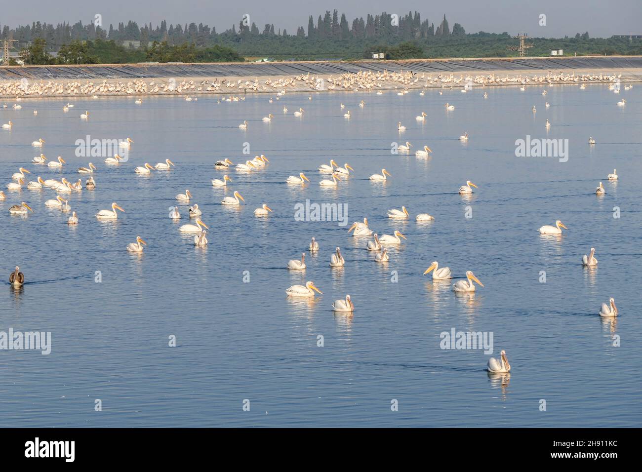 Blick auf einen künstlichen Teich mit Pelikanen, die während der Winterwanderung ruhen. Israel Stockfoto