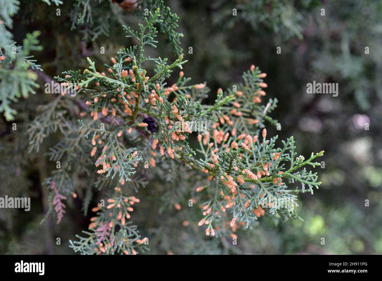 Die Zypresse oder Tarout der Sahara (Cupressus dupreziana) ist ein immergrüner Baum, der in der Sahara endemisch ist. Männliche Blüten Detail. Stockfoto
