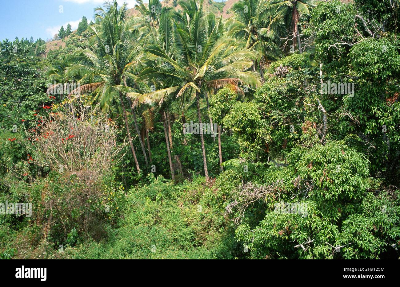 Dschungel. Sulawesi, Indonesien. Stockfoto