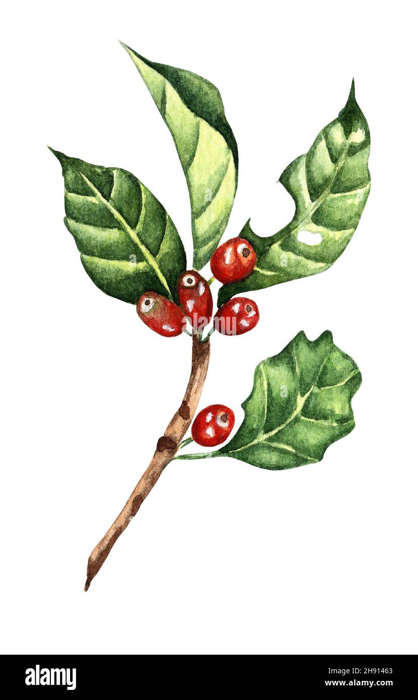 Kaffeebaum farbenfroher Skizzenzweig mit roten Beeren. Aquarell-Darstellung von Kaffee isoliert auf weißem Hintergrund. Von Hand gezeichnet. Stockfoto