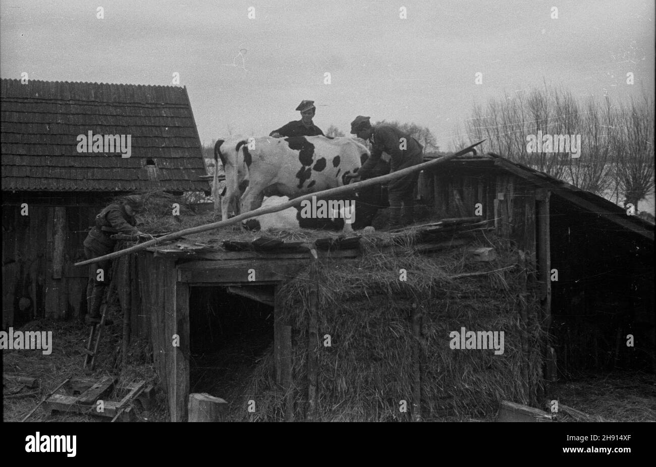 Leoncin, 1947-03. Marcowe roztopy spowodowa³y gwa³towne podniesienie poziomu wody w rzekach. Wis³a przerwa³a wa³y ochronne w Starych Grochalach, zalewaj¹c trzy czwarte gminy G³usk. Ludnoœæ ratowa³a inwentarz gospodarczy umieszczaj¹c zwierzêta na dachach zabudowañ. uu PAP Dok³adny dzieñ wydarzenia nieustalony. Leoncin, März 1947. Der Wasserstand in Flüssen stieg nach der Marschschmelze steil an. Die Weichsel durchbrach die Flutufer in Stare Grochale und überflutete drei Viertel des Bezirks Glusk. Menschen stellten Nutztiere auf Hausdächer, um zu verhindern, dass sie ertrinken. uu PAP Stockfoto