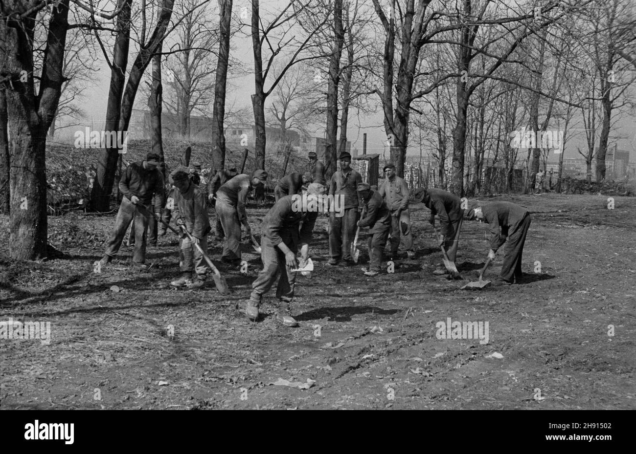 Warszawa, 1947-03. Jeñcy niemieccy porz¹dkuj¹ teren wokó³ Instytutu Geologicznego przy ul. Rakowieckiej. W tle gmach Urzêdu Patentowego i Centralnego Zarz¹du Energetyki. wb PAP Dok³adny dzieñ wydarzenia nieustalony. Warschau, März 1947. Deutsche Kriegsgefangene, die Wartungsarbeiten am Geologischen Institut in der Rakowiecka-Straße durchführen. Im Hintergrund das Gebäude des Patentamts und das zentrale Management der Energiewirtschaft. wb PAP Stockfoto