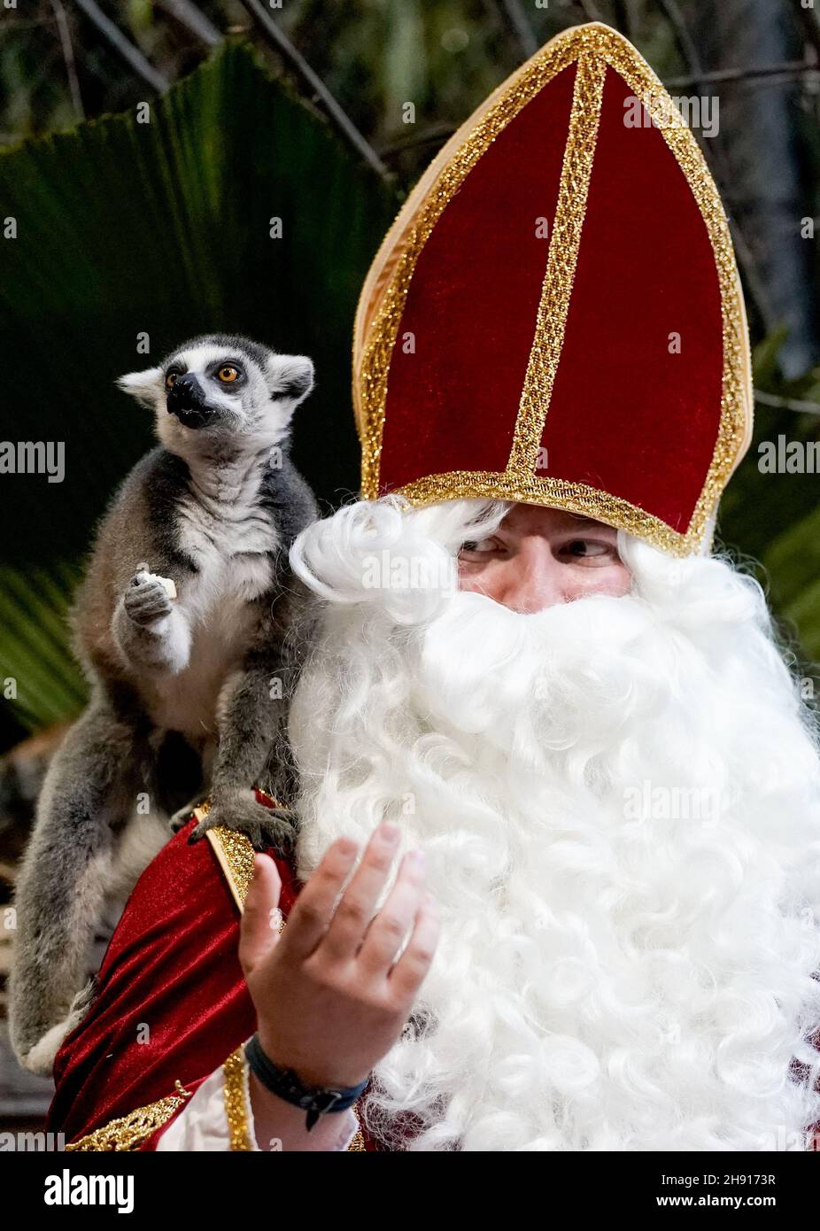 Hamburg, Deutschland. 03rd Dez 2021. Ein Mitarbeiter des Hagenbeck Zoos, der als Weihnachtsmann gekleidet ist, füttert in seinem Gehege Calicos (Lemur catta). Quelle: Axel Heimken/dpa/Alamy Live News Stockfoto