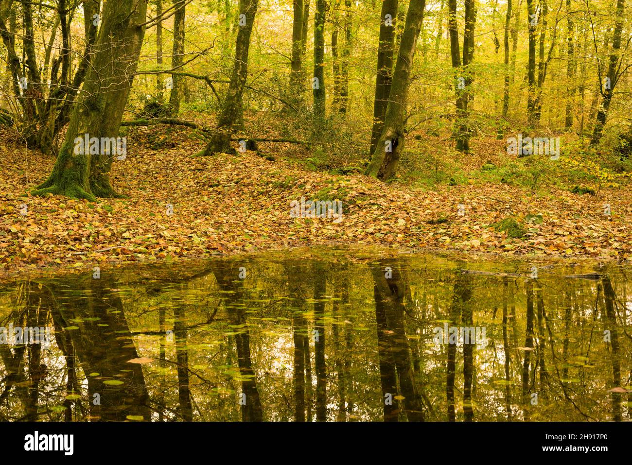 Gemeine Buche (Fagus sylvatica) Bäume in Herbstfarbe bei Beacon Hill Wood in den Mendip Hills bei Shepton Mallet, Somerset, England. Stockfoto