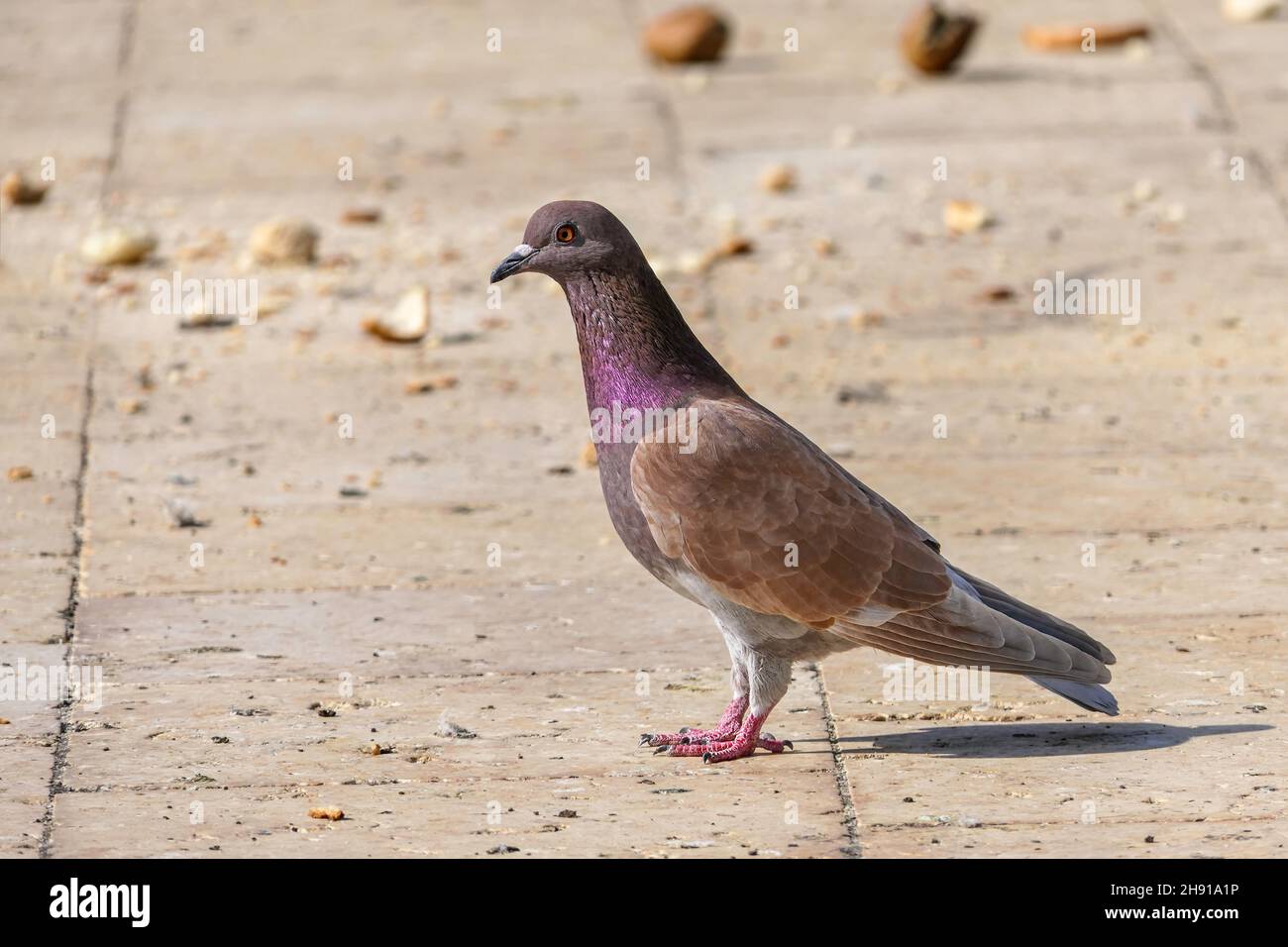 Pinkbrauner Racing Homer Taubenvögel aus der Nähe Stockfoto