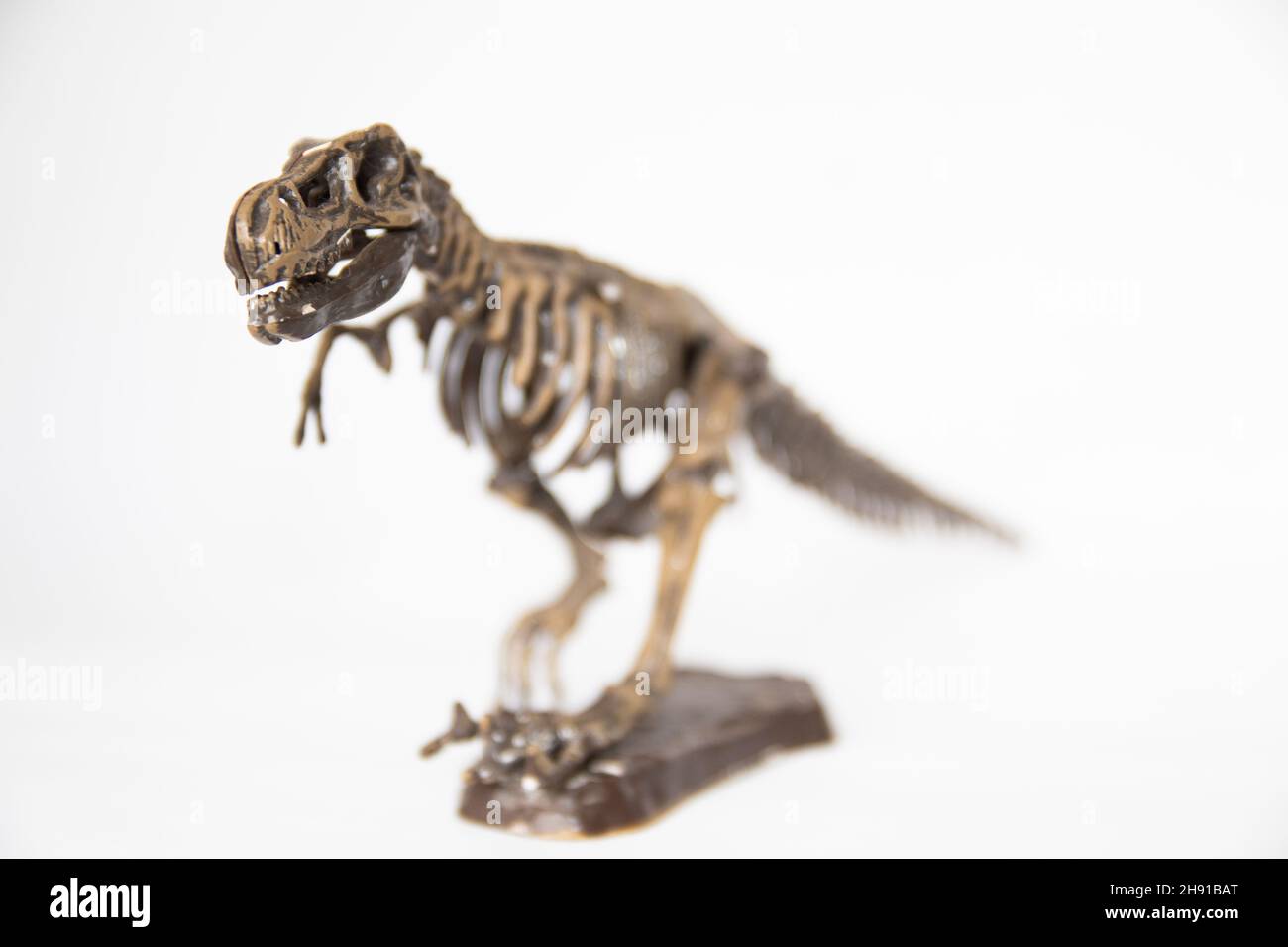 Selektive Fokusaufnahme eines Dinosaurierskeletts, isoliert auf weißem Hintergrund Stockfoto