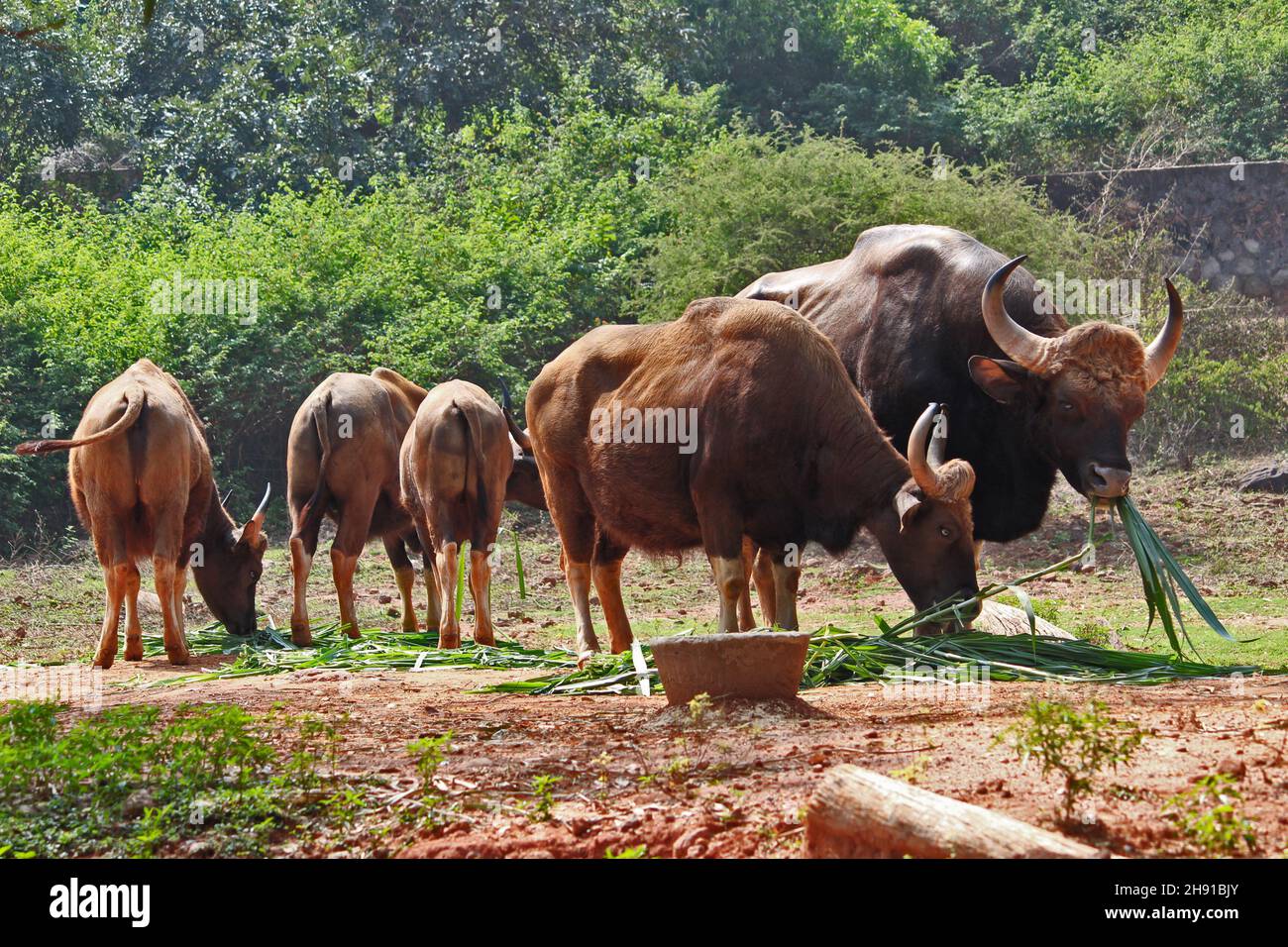 Eine Herde wilder Büffel Stockfoto