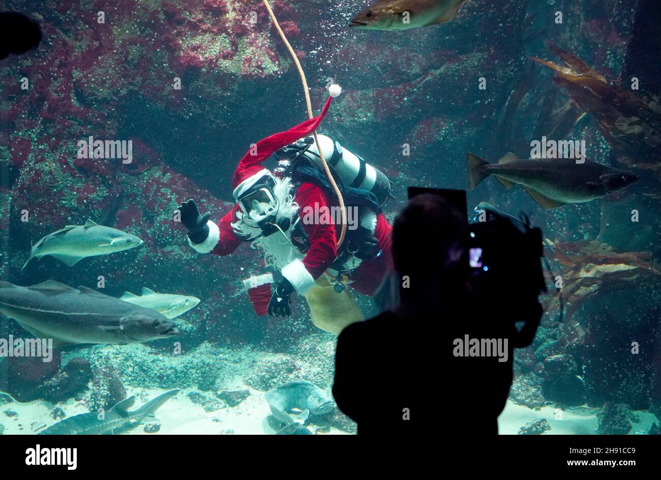 03. Dezember 2021, Schleswig-Holstein, Tönning: Timo Kaminski, Leiter der Aquatik beim Multimar Wattforum, winkt als Weihnachtsmann beim Tauchgang im großen Aquarium. Der traditionelle Tauchgang am 6. Dezember wird aufgrund der Corona-Pandemie in der Öffentlichkeit nicht stattfinden. Das Wattforum wird am Nikolaustag ein 20-minütiges Live-Video auf der Facebook-Seite des Nationalparks übertragen, wo die Zuschauer auch im Live-Chat Fragen stellen können. Foto: Marcus Brandt/dpa Stockfoto