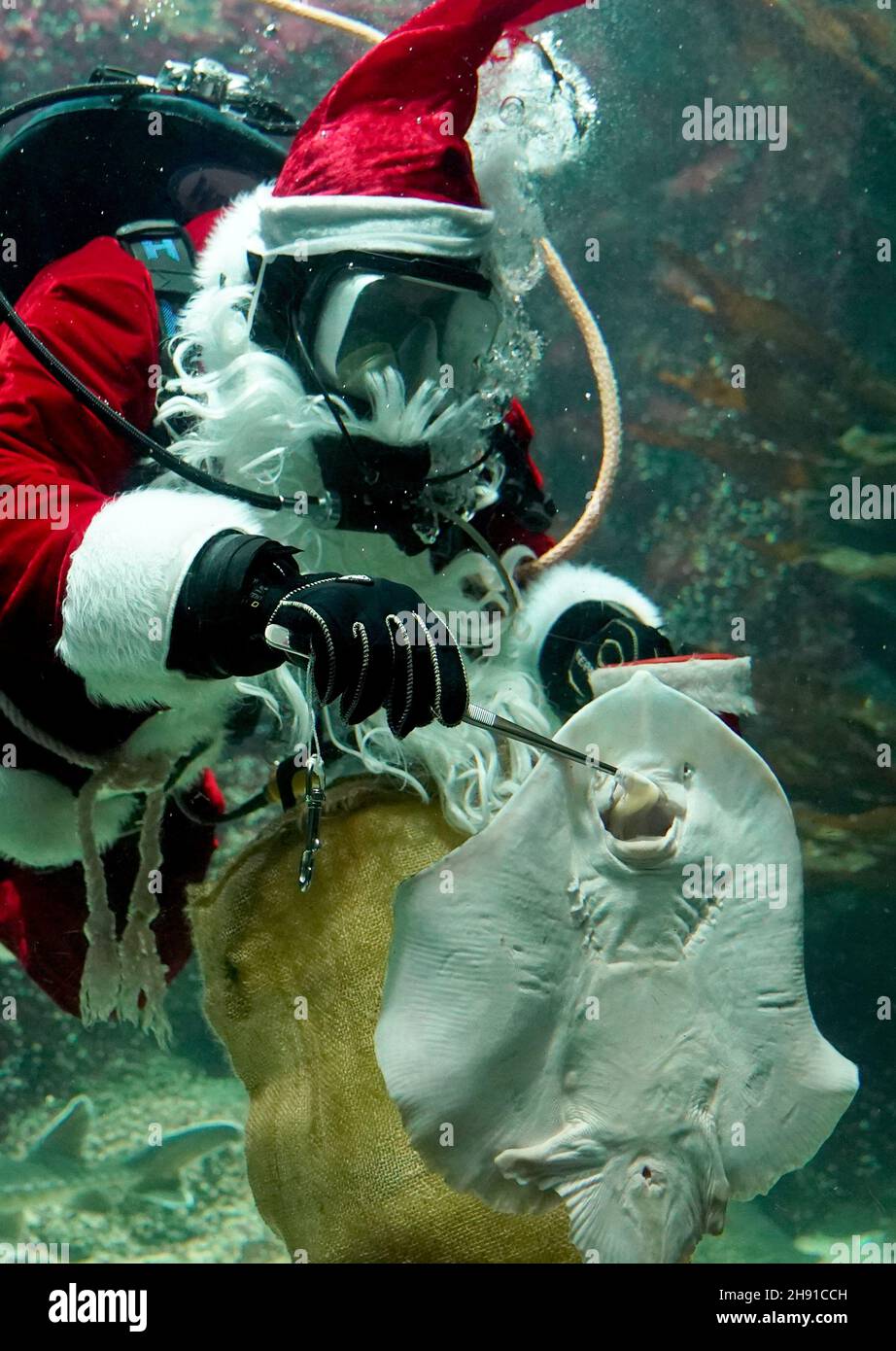 03. Dezember 2021, Schleswig-Holstein, Tönning: Timo Kaminski, Leiter der Aquatik beim Multimar Wattforum, winkt als Weihnachtsmann beim Tauchgang im großen Aquarium. Der traditionelle Tauchgang am 6. Dezember wird aufgrund der Corona-Pandemie in der Öffentlichkeit nicht stattfinden. Das Wattforum wird am Nikolaustag ein 20-minütiges Live-Video auf der Facebook-Seite des Nationalparks übertragen, wo die Zuschauer auch im Live-Chat Fragen stellen können. Foto: Marcus Brandt/dpa Stockfoto