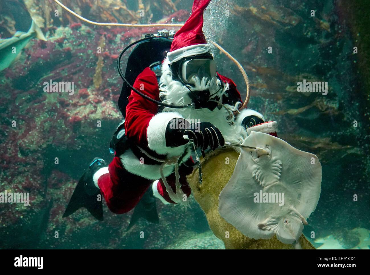 03. Dezember 2021, Schleswig-Holstein, Tönning: Timo Kaminski, Leiter der Aquatik beim Multimar Wattforum, winkt als Weihnachtsmann beim Tauchgang im großen Aquarium. Der traditionelle Tauchgang am 6. Dezember wird aufgrund der Corona-Pandemie in der Öffentlichkeit nicht stattfinden. Das Wattforum wird am Nikolaustag ein 20-minütiges Live-Video auf der Facebook-Seite des Nationalparks übertragen, wo die Zuschauer auch im Live-Chat Fragen stellen können. Foto: Marcus Brandt/dpa Stockfoto
