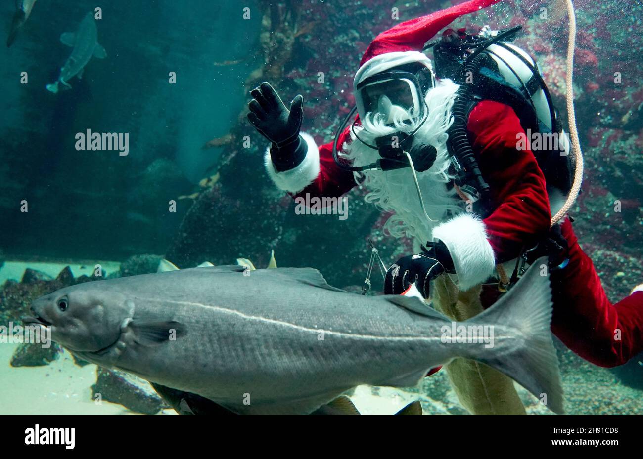 03. Dezember 2021, Schleswig-Holstein, Tönning: Timo Kaminski, Leiter der Aquatik beim Multimar Wattforum, winkt als Weihnachtsmann beim Tauchgang im großen Aquarium. Der traditionelle Tauchgang am 6. Dezember wird aufgrund der Corona-Pandemie in der Öffentlichkeit nicht stattfinden. Das Wattforum wird am Nikolaustag ein 20-minütiges Live-Video auf der Facebook-Seite des Nationalparks übertragen, wo die Zuschauer auch im Live-Chat Fragen stellen können. Foto: Marcus Brandt/dpa Stockfoto