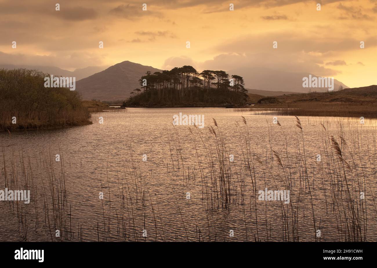 Wunderschöne Landschaft bei Sonnenaufgang auf einer Insel mit zwölf Kiefern am Derrylare See in Athry, County Galway, Irland Stockfoto