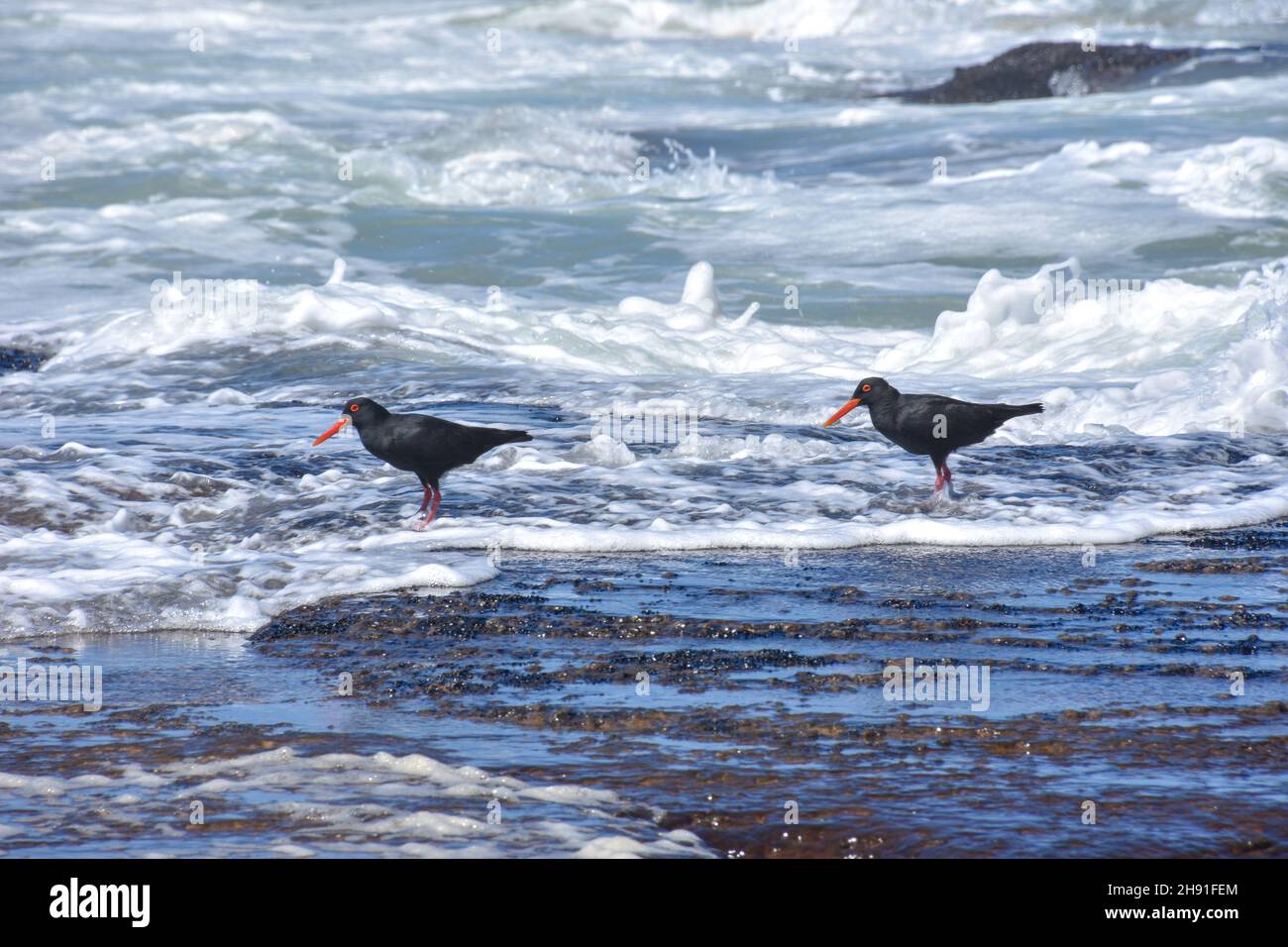 Oyster Catchers am Strand am Indischen Ozean vom Wanderweg in der Nähe von Mosselbay auf der Garden Route in Südafrika gesehen, die bei Touristen beliebt ist Stockfoto