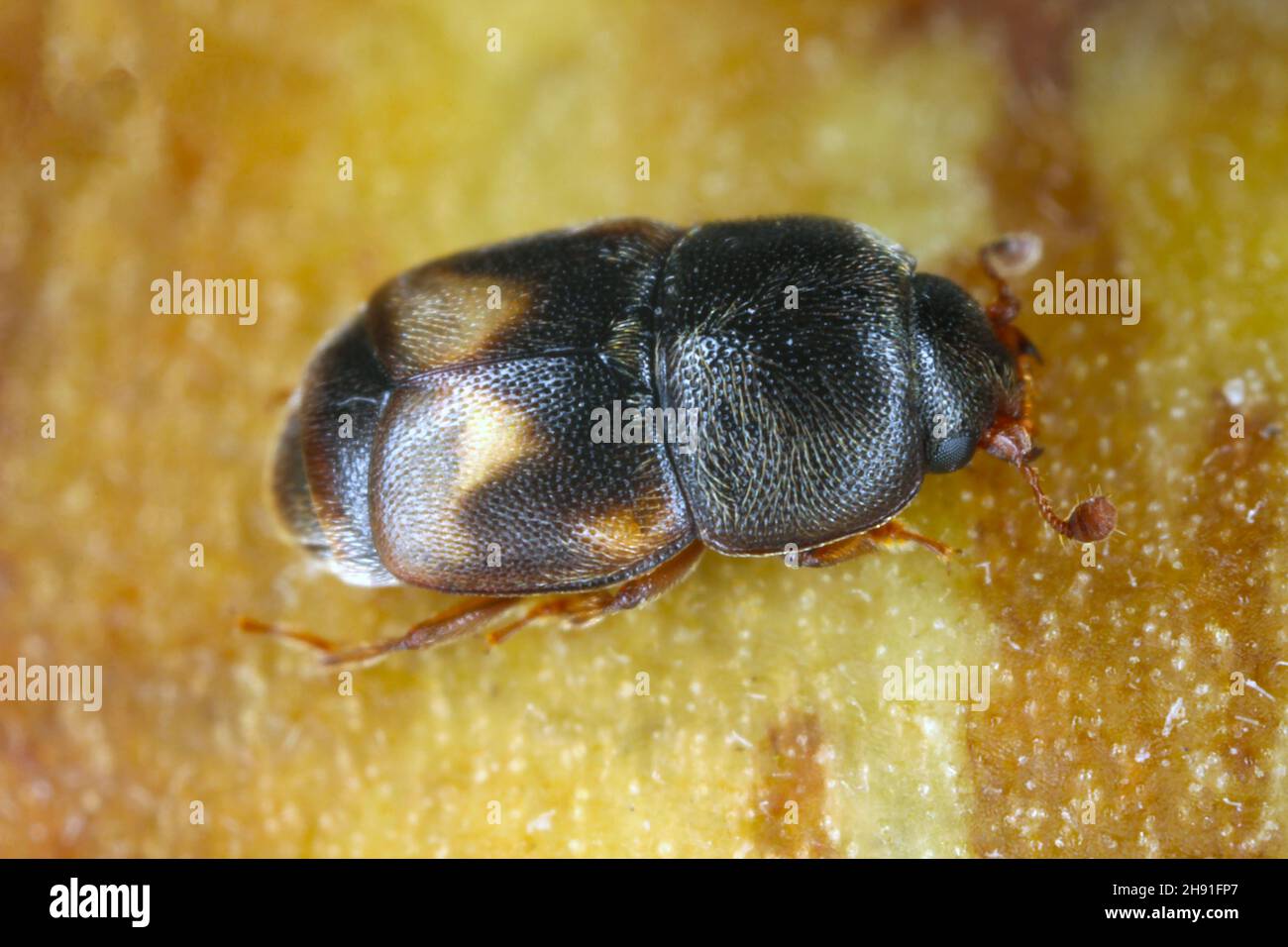 Der getrocknete Fruchtkäfer Carpophilus hemipterus (Familie Nitidulidae) Stockfoto