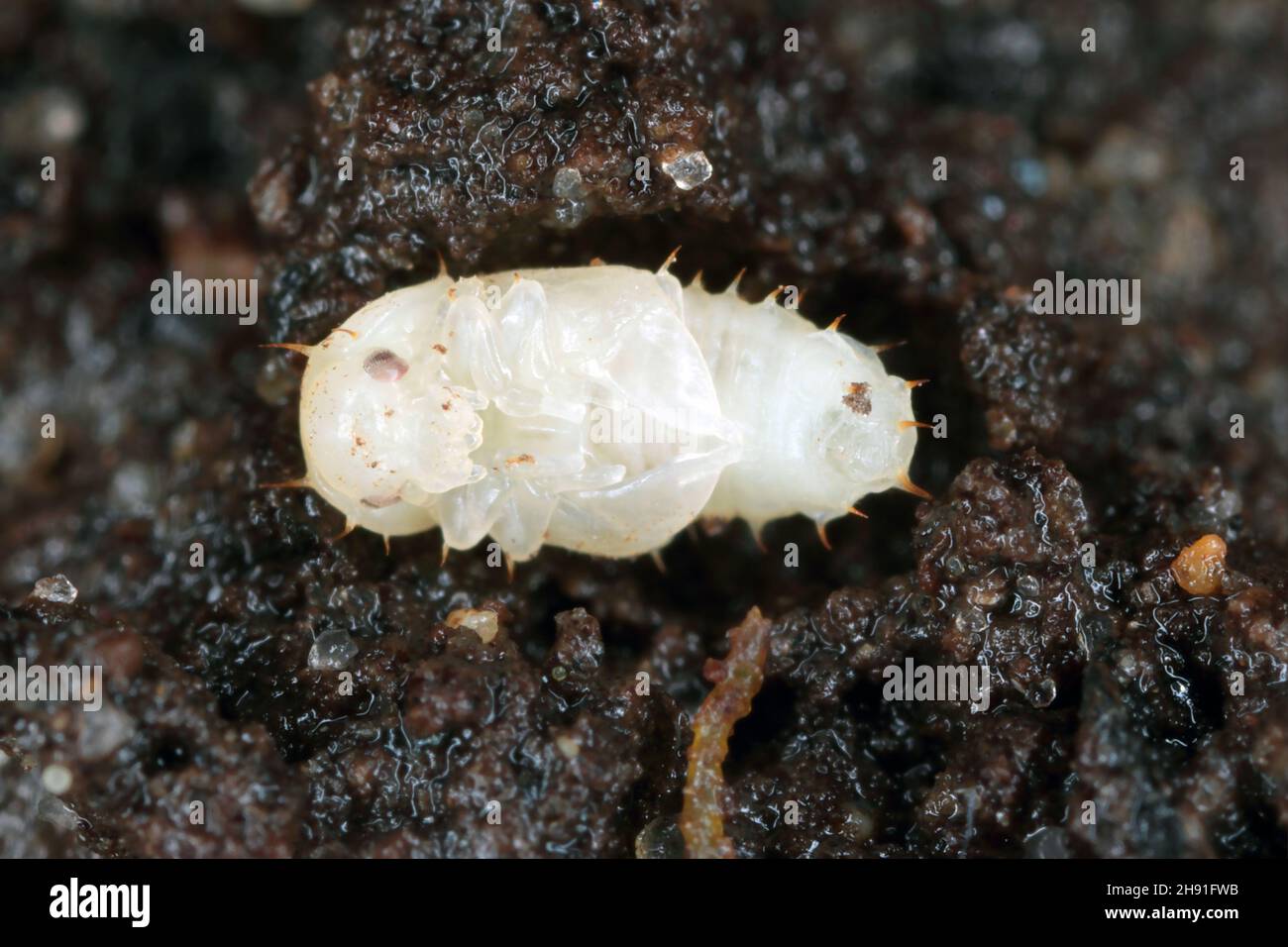 Puppe des Carpophilus hemipterus (getrockneter Fruchtkäfer) ist eine Art von saftfressenden Käfern aus der Familie Nitidulidae. Es ist ein Schädling von reifen und getrockneten Früchten Stockfoto