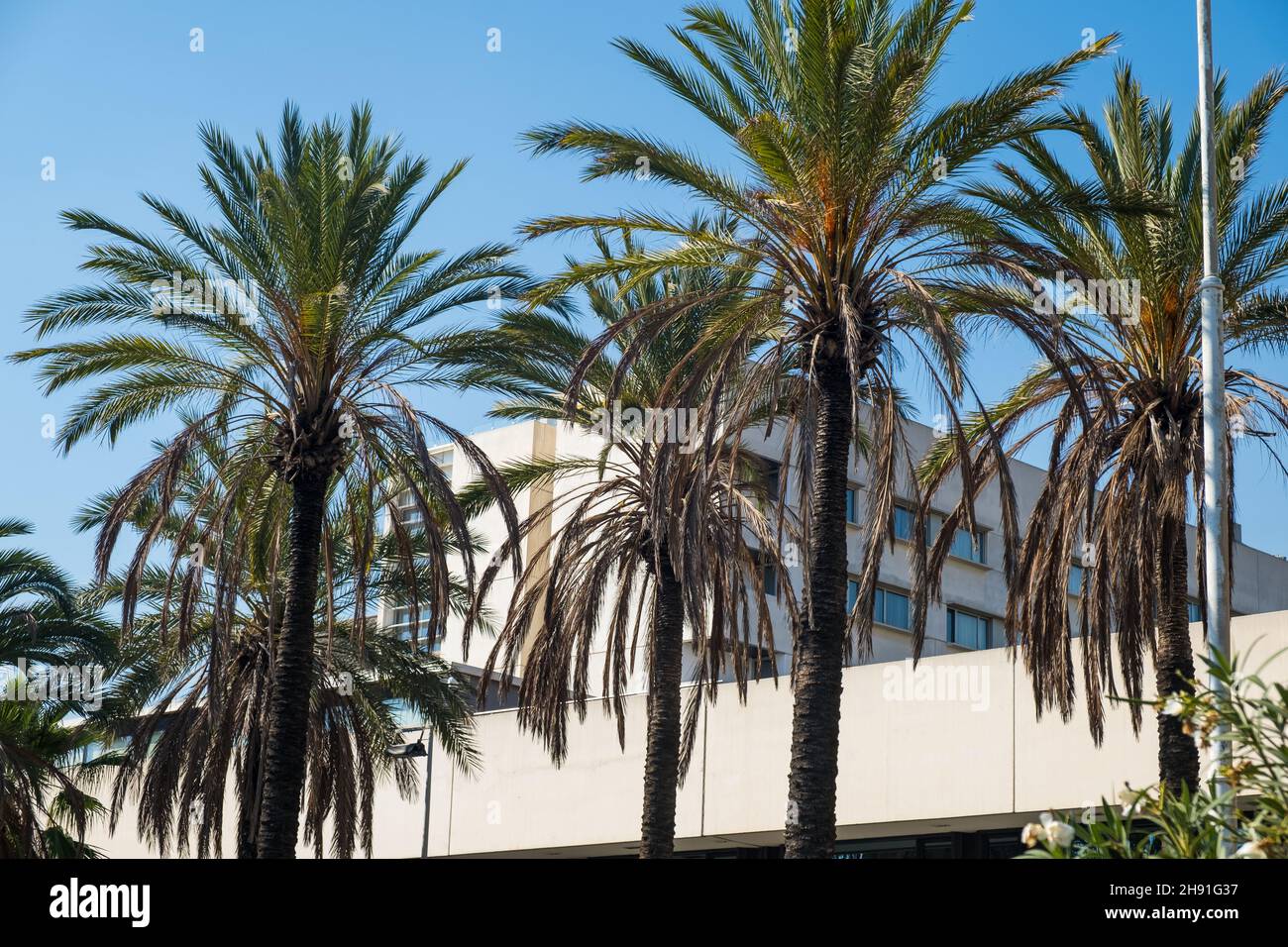 Perfekter blauer Himmel, grüne Palmen, sonniger Tag und Gebäude im Hintergrund. Stockfoto