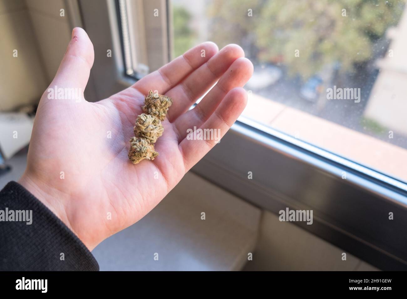Mann, der Cannabisknospen in der Hand hält. Marihuana für den Freizeit- oder medizinischen Gebrauch. Speicherplatz kopieren. Stockfoto
