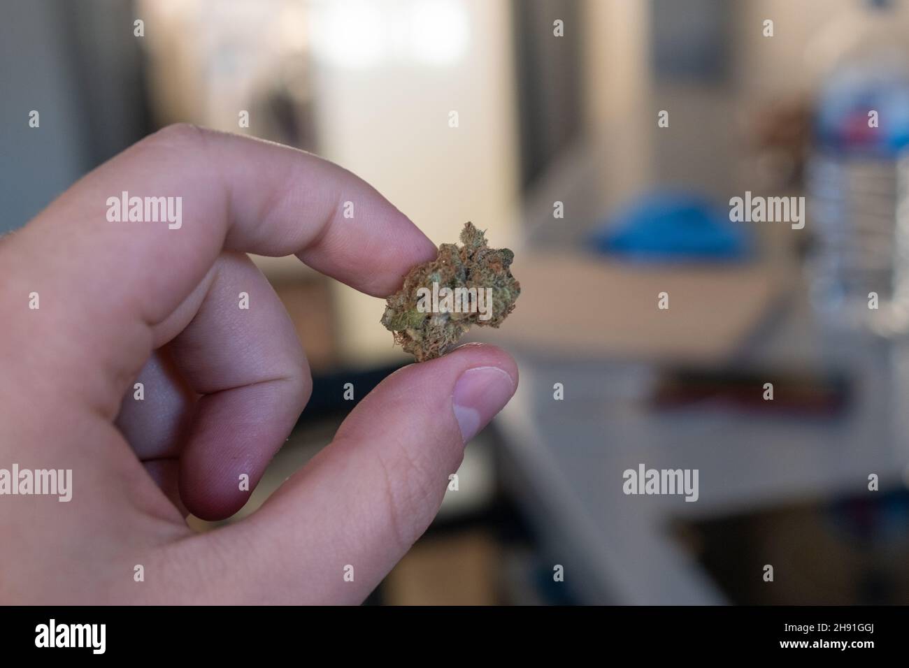 Hanfbud aus medizinischem Marihuana oder CBD-Hanfblüte von Hand halten. Stockfoto