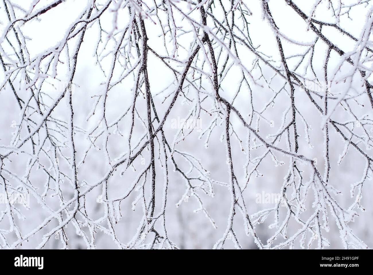 Baum Äste im Schnee in einem Winterpark, Nahaufnahme Stockfoto