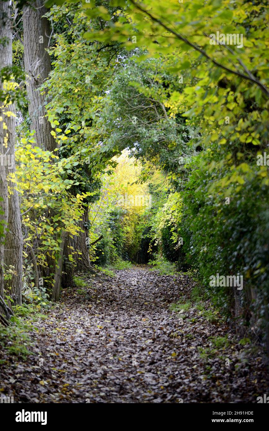 Waldwanderweg im Herbst. Boughton Monchelsea Village, Kent, Großbritannien. November 2021 Stockfoto