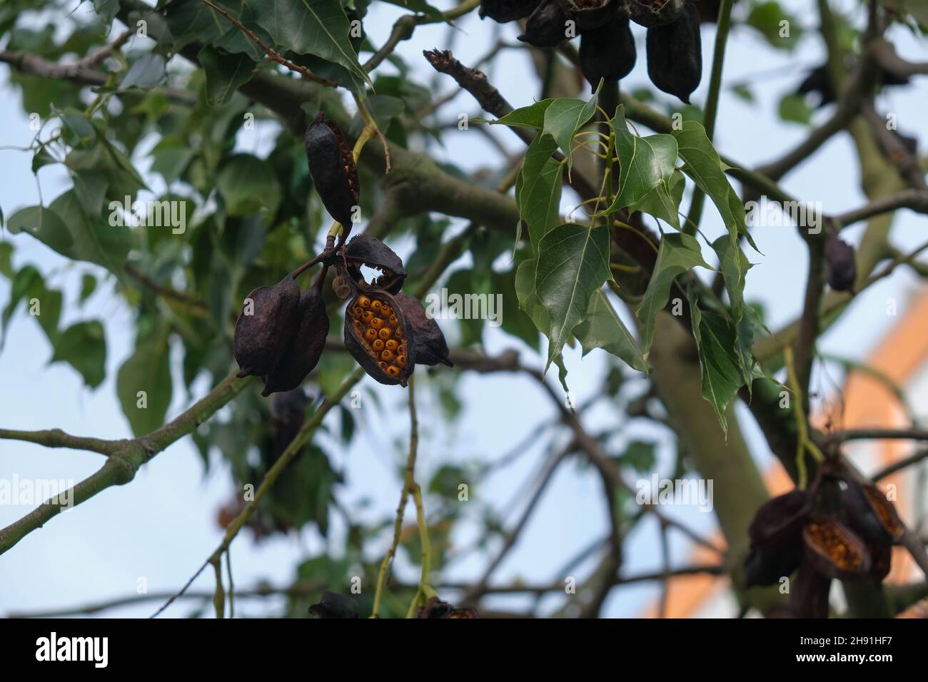 Brachychitonbaum mit Knospen in Spanien. Stockfoto