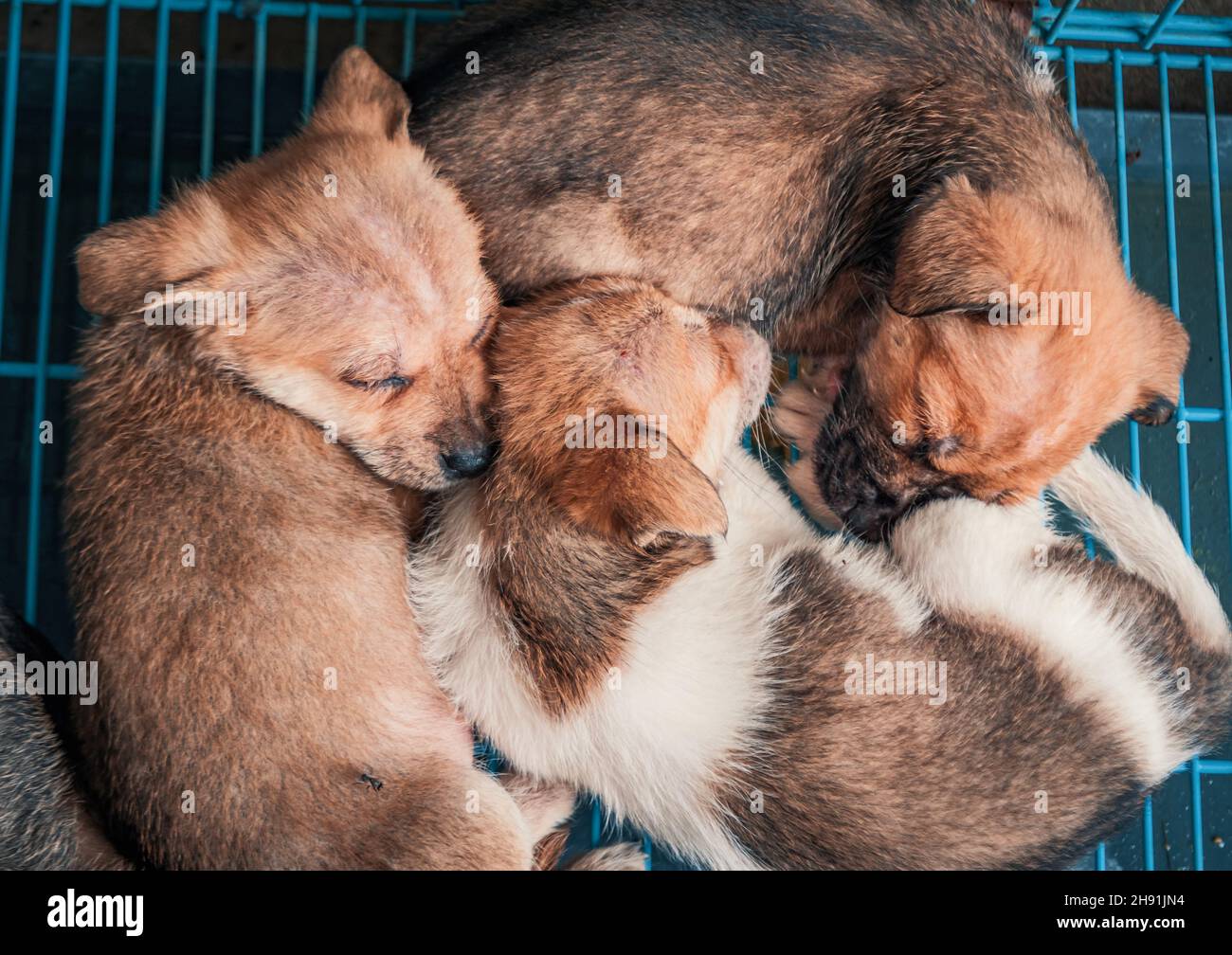 4K Nahaufnahme schlafender Welpen im Schutz hinter Zaun, die darauf warten, gerettet zu werden und in ein neues Zuhause überführt zu werden. Tierheim Konzept Stockfoto