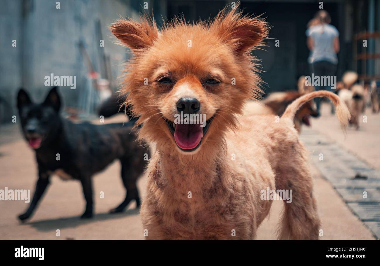 Mischlingshund im Tierheim, der darauf wartet, gerettet zu werden und in ein neues Zuhause übernommen zu werden. Stockfoto