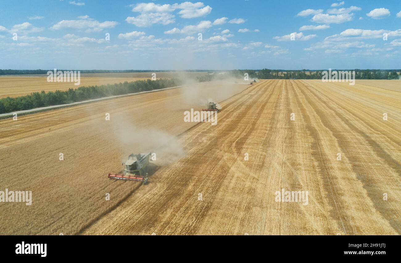 Luftaufnahme der Mähdrescher Maschinen sind im Prozess der Ernte reifen Weizen auf dem goldenen Feld. Stockfoto