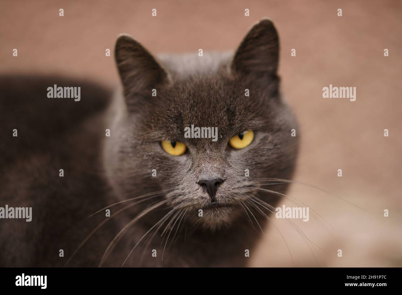Nahaufnahme einer dunkelgrauen britischen Katze im Freien. Stockfoto