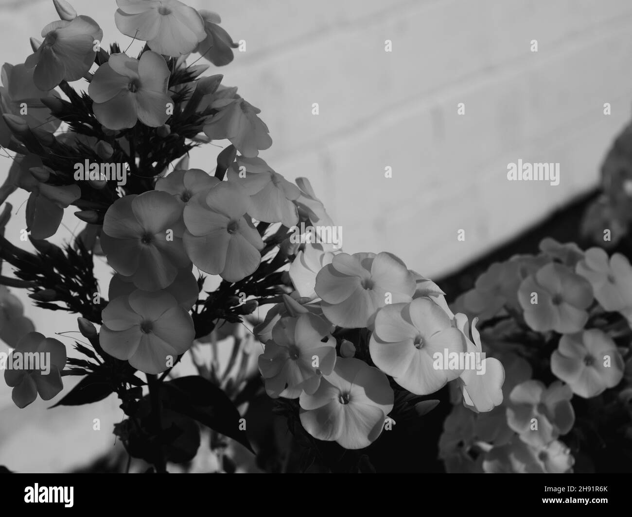 Weiße Phlox-Blüten, Nahaufnahme. Weiße Blumen und ein Ort für Text. Stockfoto